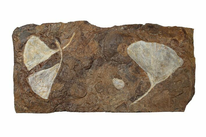 Three Paleocene Fossil Ginkgo Leaves - North Dakota #270203